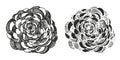 Flowers vector illustration, hand drawn ranunculus Royalty Free Stock Photo