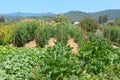 Gardening at a Napa Valley winery