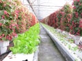 Flowers and vegetables in Greenhouses