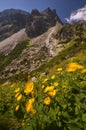 Flowers at Velka Studena valley