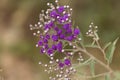 Flowers of Vernonia leopoldi