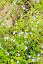 Flowers of Veronica persica Royalty Free Stock Photo