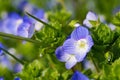 Flowers of Veronica persica, birdeye Royalty Free Stock Photo