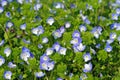 Flowers of Veronica persica