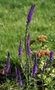 Flowers Veronica spicata