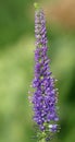 Flowers Veronica spicata