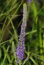 Flowers Veronica spicata