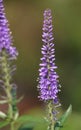 Flowers Veronica spicata