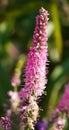 Flowers Veronica spicata