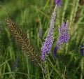 Flowers Veronica spicata