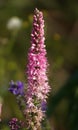 Flowers Veronica spicata