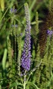 Flowers Veronica spicata