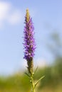 Flowers Veronica spiky is a perennial herbaceous plant, a species of the genus Veronica, the Plantain family