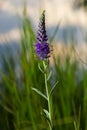 Flowers Veronica spiky is a perennial herbaceous plant, a species of the genus Veronica, the Plantain family