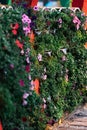 Flowers on the vertical garden.