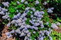 The flowers are very similar to the blue hydrangea Royalty Free Stock Photo