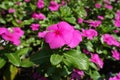 Flowers of pink Catharanthus roseus in July