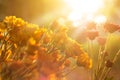 Flowers vibrant at sunrise, warm color tone, soft focus and blur