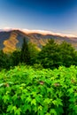 Flowers and view of the Blue RIdge at sunrise, seen from Mt. Mit Royalty Free Stock Photo