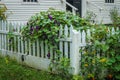 Flowers vining up on white picket fence at corner of yard of white frame house - Lush and green in springtime Royalty Free Stock Photo