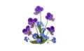 Flowers viola tricolor ( pansy ) and blue wildflowers forget-me-nots on a white background with space for text Royalty Free Stock Photo