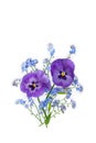 Flowers viola tricolor ( pansy ) and blue wildflowers forget-me-nots on a white background with space for text Royalty Free Stock Photo