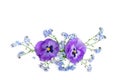 Flowers viola tricolor ( pansy ) and blue wildflowers forget-me-nots on a white background Royalty Free Stock Photo