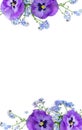 Flowers viola tricolor and blue wildflowers forget-me-nots on a white background with space for text. Top view, flat lay Royalty Free Stock Photo