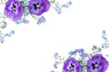 Flowers viola tricolor ( pansy ) and blue wildflowers forget-me-nots on a white background with space for text Royalty Free Stock Photo