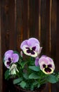 Flowers viola tricolor ( pansy ) on a wooden brown background with space for text Royalty Free Stock Photo