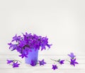 Flowers violet blue bells flowers  Campanula patula, spreading bellflower  in small violet bucket on white wooden table on light Royalty Free Stock Photo