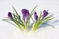 Flowers violet crocus in the snow, spring