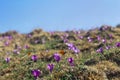 Flowers violet crocuses ( Crocus heuffelianus ) on glade with orange butterfly on blue sky background in spring Royalty Free Stock Photo