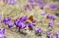 Flowers violet crocuses  Crocus heuffelianus  on glade with orange butterfly in spring Royalty Free Stock Photo