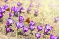 Flowers violet crocuses ( Crocus heuffelianus ) on glade with orange butterfly in spring Royalty Free Stock Photo