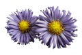 Flowers of violet daisies on white isolated background. Two chamomiles for design. View from above. Close-up. Royalty Free Stock Photo