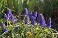 Flowers of violet grape hyacinth muscari growing. Closeup view Royalty Free Stock Photo