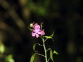 Flowers violet, it is spring finally Royalty Free Stock Photo