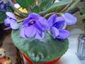 Flowers violets `ShirlÃ¢â¬â¢s Purple Passion`. Flower stalks are strong and high, in shape correspond to pansies