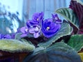 Flowers violets `ShirlÃ¢â¬â¢s Purple Passion`. Flower stalks are strong and high, in shape correspond to pansies, small size