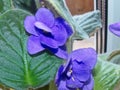 Flowers violets `ShirlÃ¢â¬â¢s Purple Passion`. Flower stalks are strong and high, in shape correspond to pansies