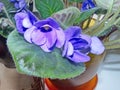 Flowers violets `ShirlÃ¢â¬â¢s Purple Passion`. Flower stalks are strong and high, in shape correspond to pansies