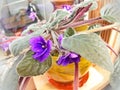 Flowers violets `ShirlÃ¢â¬â¢s Purple Passion`. Flower stalks are strong and high, in shape correspond to pansies, small size