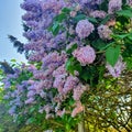 Flowers, violett, summer,