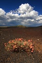 Flowers in Volcanic Landscape