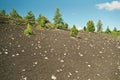 Flowers in Volcanic Lava Landscape in Craters of the Moon National Monument, Idaho