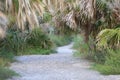 Flowers and Walkway on Driftwood Beach, Jekyll Island, GA Royalty Free Stock Photo