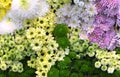 Flowers wall background with amazing chrysanthemum pink,purple,green, yellow and white flowers. Royalty Free Stock Photo