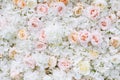 Flowers wall background with white and light orange roses Royalty Free Stock Photo