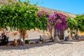 Flowers on the wall, Faro Portugal Royalty Free Stock Photo